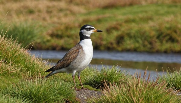 Discover Scotland's Premier Birdwatching Havens: A Passionate Guide to the Borders' Scenic Wildlife